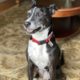 Dog Rescue Bleg:  Very Good Puppers Needs a New Home 1
