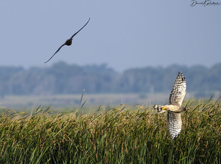 On The Road - Albatrossity - Summer in Flyover Country - week 8