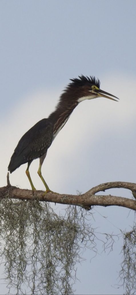 Green Heron theory of politics