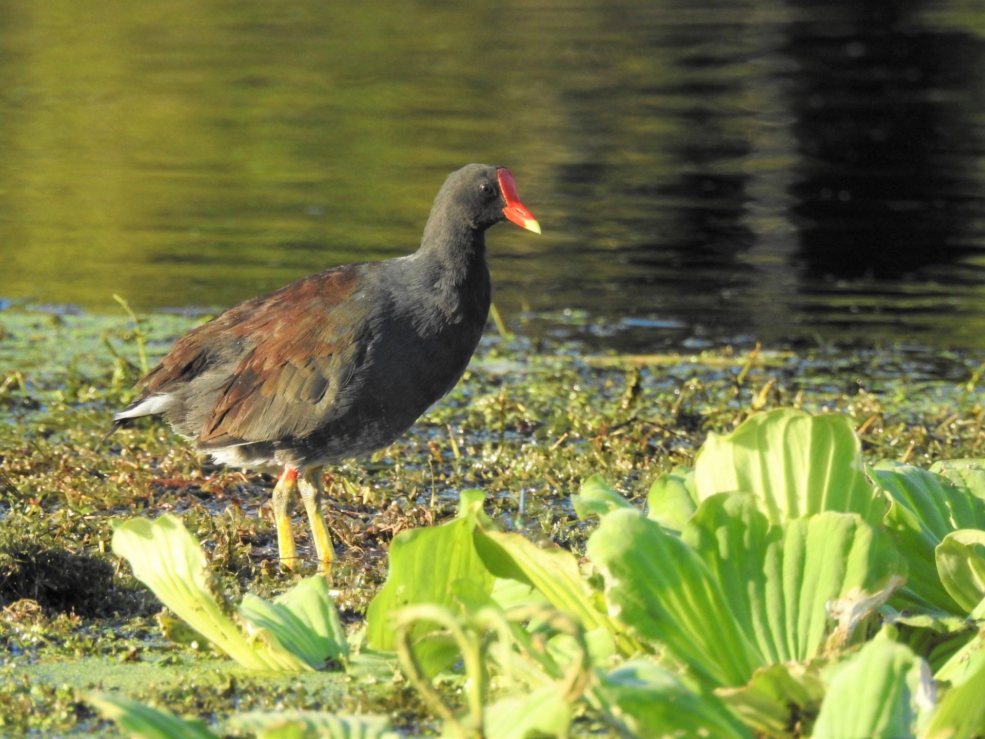 Hen o' the Moors (Open Thread)