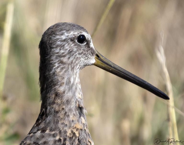 On The Road - Albatrossity - Summer in Flyover Country - week 8 1