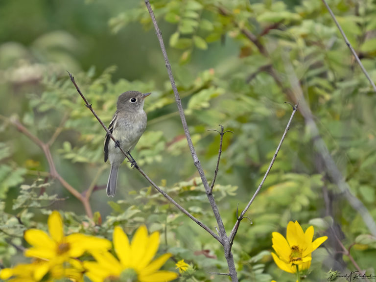 On The Road - Albatrossity - Summer into autumn in Flyover Country