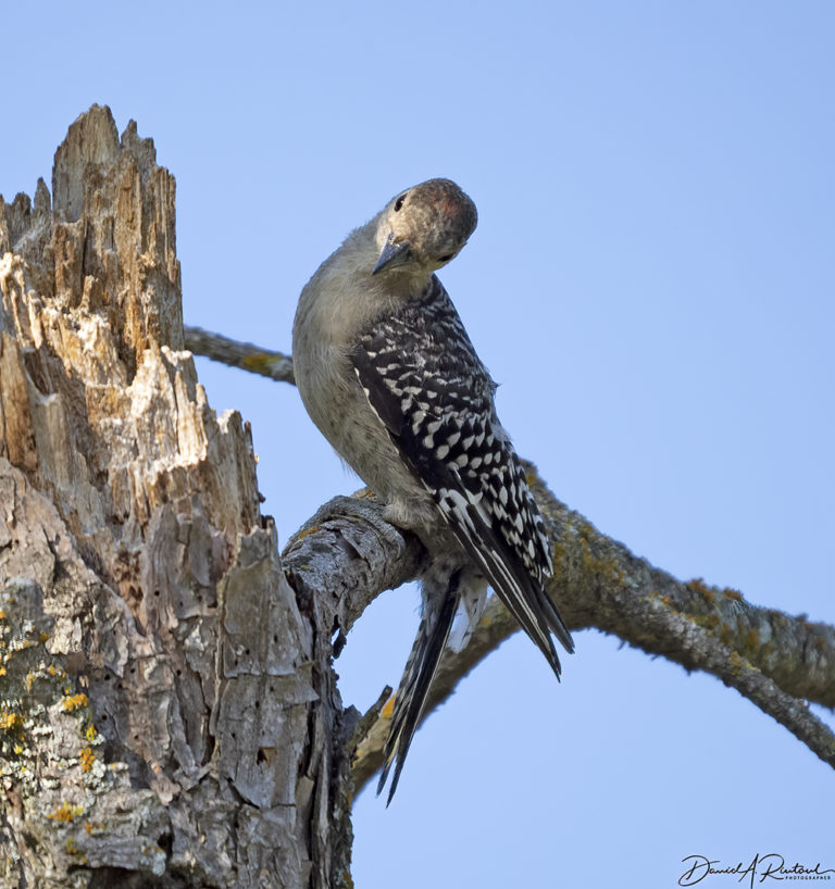 On The Road - Albatrossity - Summer into autumn in Flyover Country 4