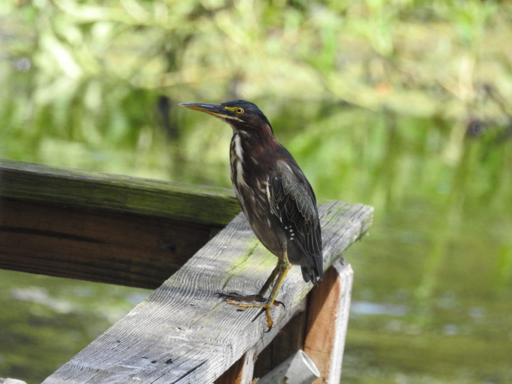 Return of the Green Heron