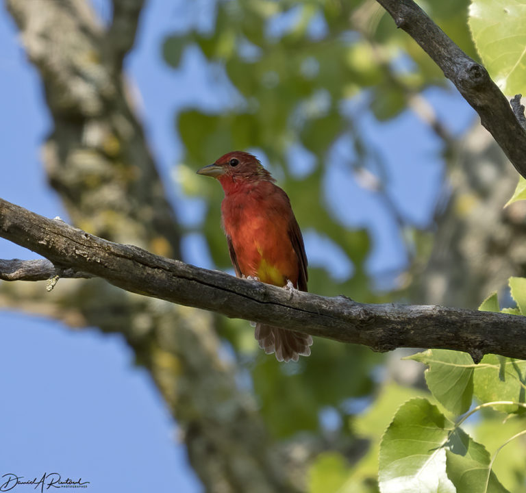 On The Road - Albatrossity - Summer in Flyover Country - week 8 7