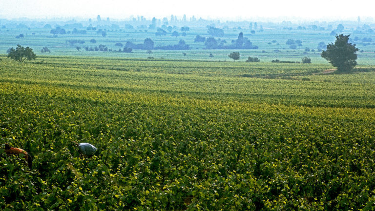 On The Road - Steve from Mendocino - French Vineyards and Wineries 1 of 2 7