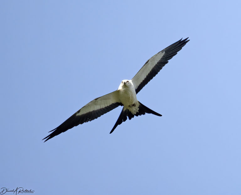 On The Road - Albatrossity - Fall in Flyover Country - week 1 7