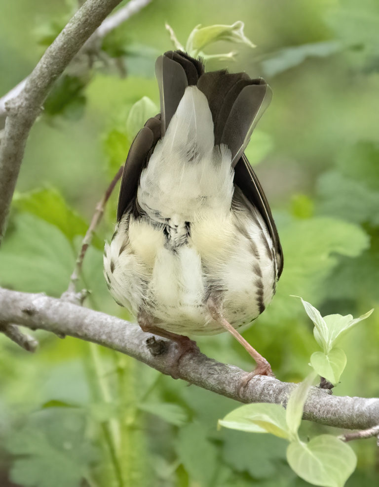 On The Road - Albatrossity - Bird Butts Before Breakfast #1 1