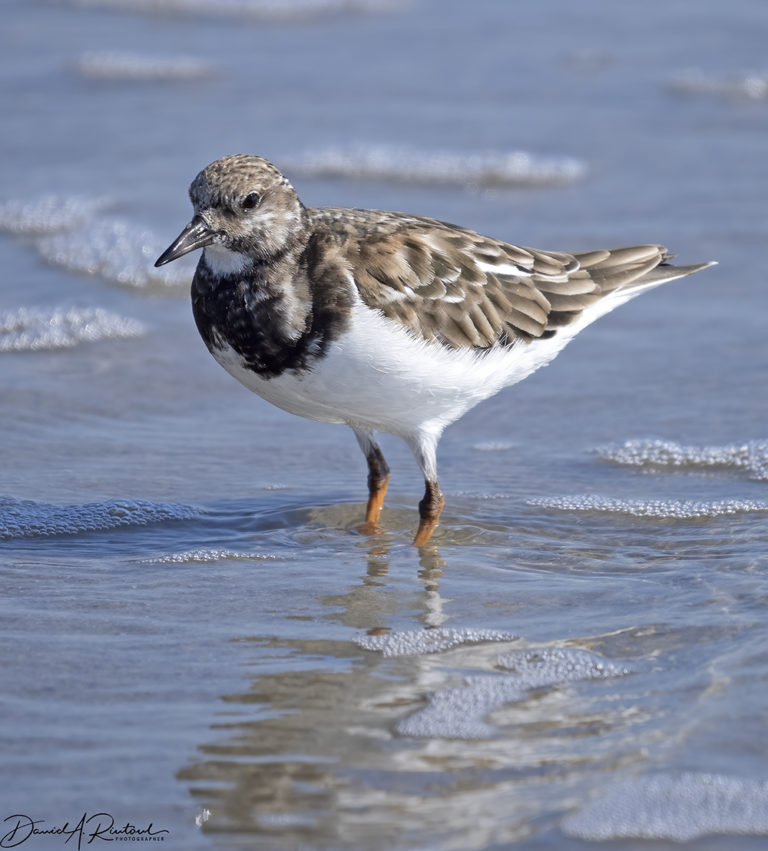 On The Road - Albatrossity - October at the beach - week 2 8