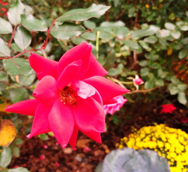 Sunday Morning Garden Chat: Guess That Flower (October Edition) 3