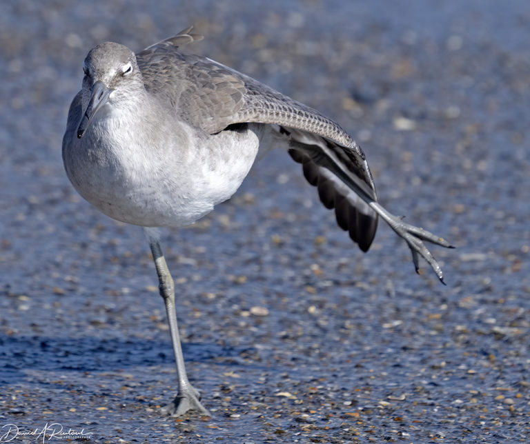 On The Road - Albatrossity - October at the beach - week 2 6