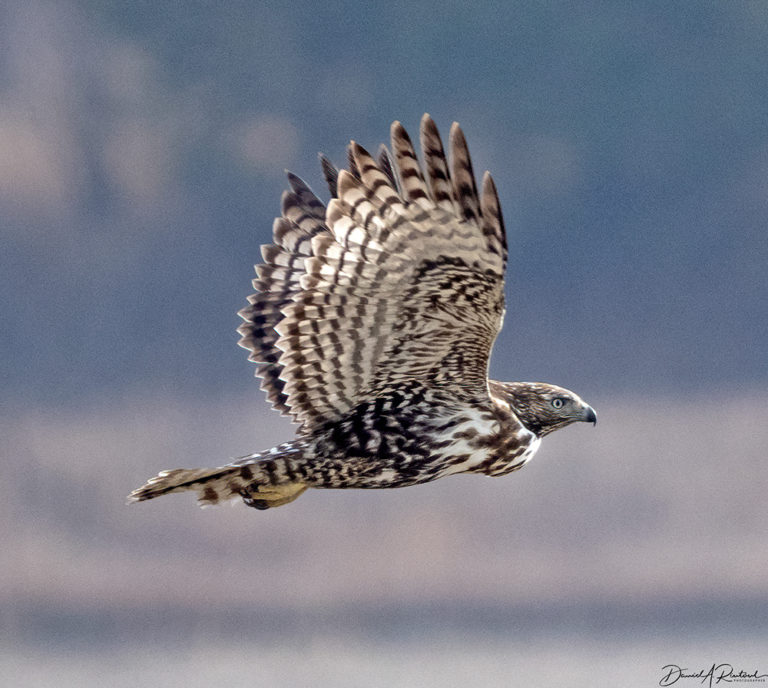 On The Road - Albatrossity - Winter 2021-22 in Flyover Country - week 1 6