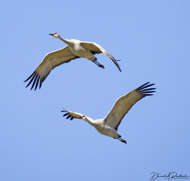 On The Road - Albatrossity - Winter 2021-22 in Flyover Country - week 1 1