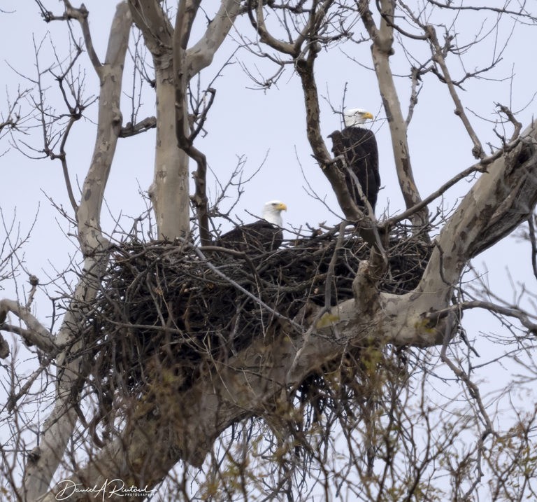 On The Road - Albatrossity - Winter 2021-22 in Flyover Country - week 1 2