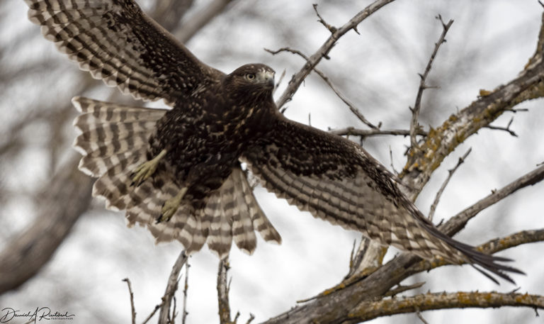 On The Road - Albatrossity - Winter 2021-22 in Flyover Country - week 1 7