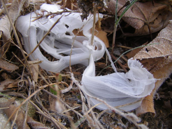 Sunday Morning Garden Chat: Frost Flowers! 2