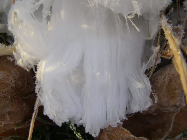 Sunday Morning Garden Chat: Frost Flowers! 4