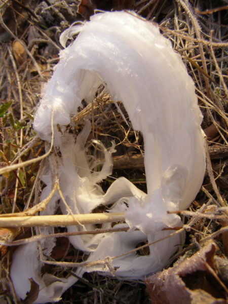 Sunday Morning Garden Chat: Frost Flowers! 6