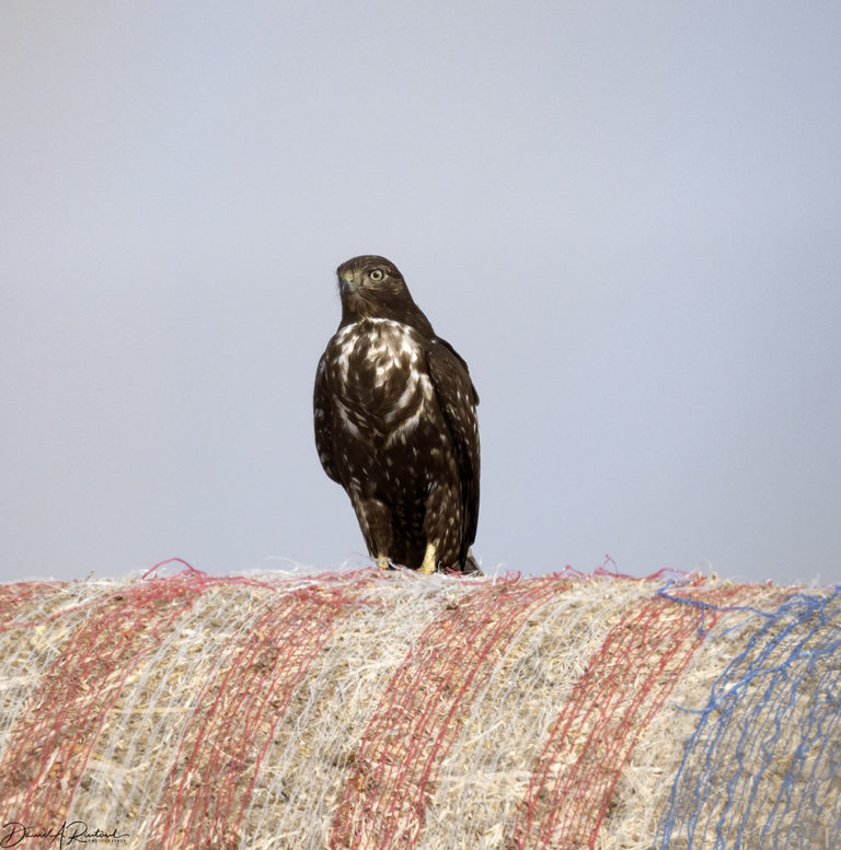 On The Road - Albatrossity - Wintry Mix in Flyover Country - week 1 1