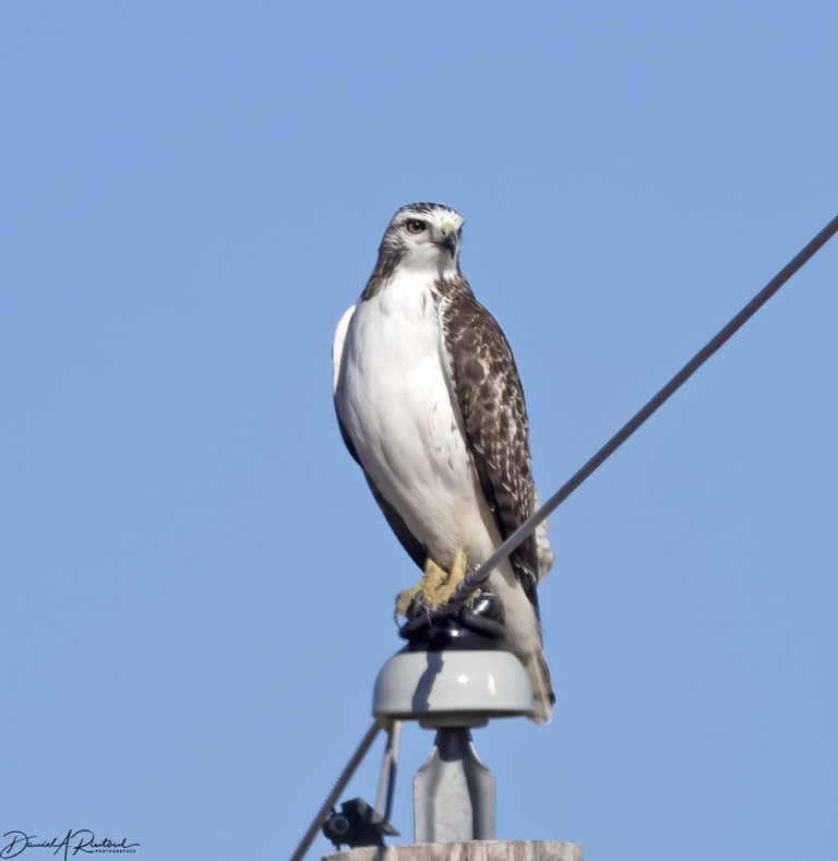 On The Road - Albatrossity - Winter 2021-22 in Flyover Country - week 2