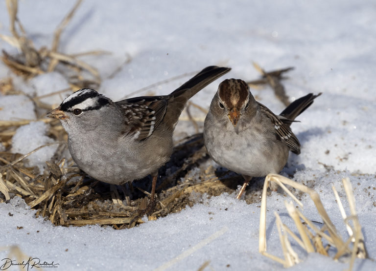 On The Road - Albatrossity - Winter 2021-22 in Flyover Country - week 2 9