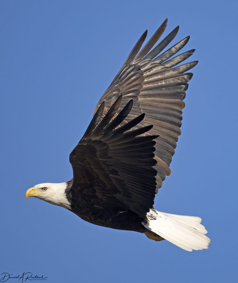 On The Road - Albatrossity - Wintry Mix in Flyover Country - week 1 8