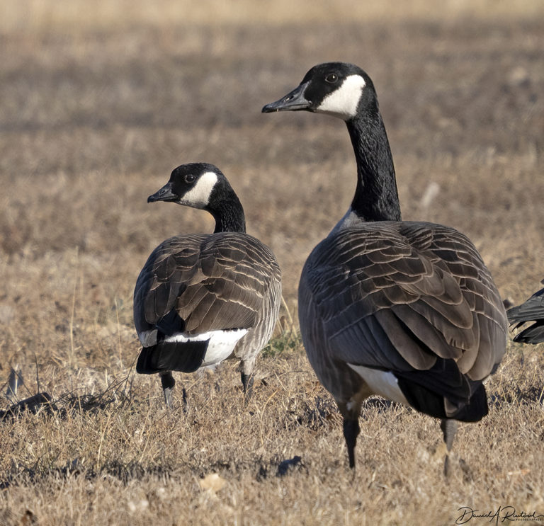 On The Road - Albatrossity - Wintry Mix in Flyover Country - week 3 9