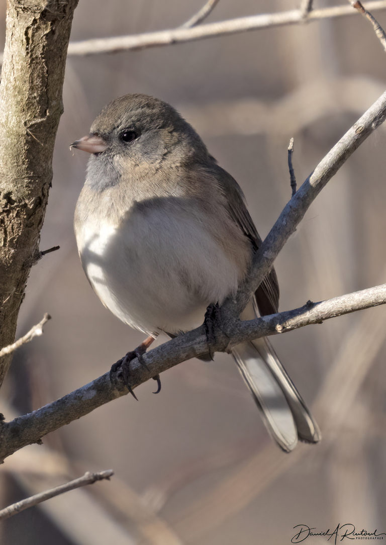 On The Road - Albatrossity - Wintry Mix in Flyover Country - week 1 5