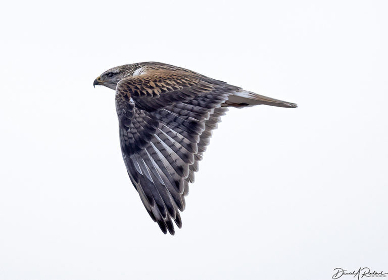 On The Road - Albatrossity - Wintry Mix in Flyover Country - week 3 1