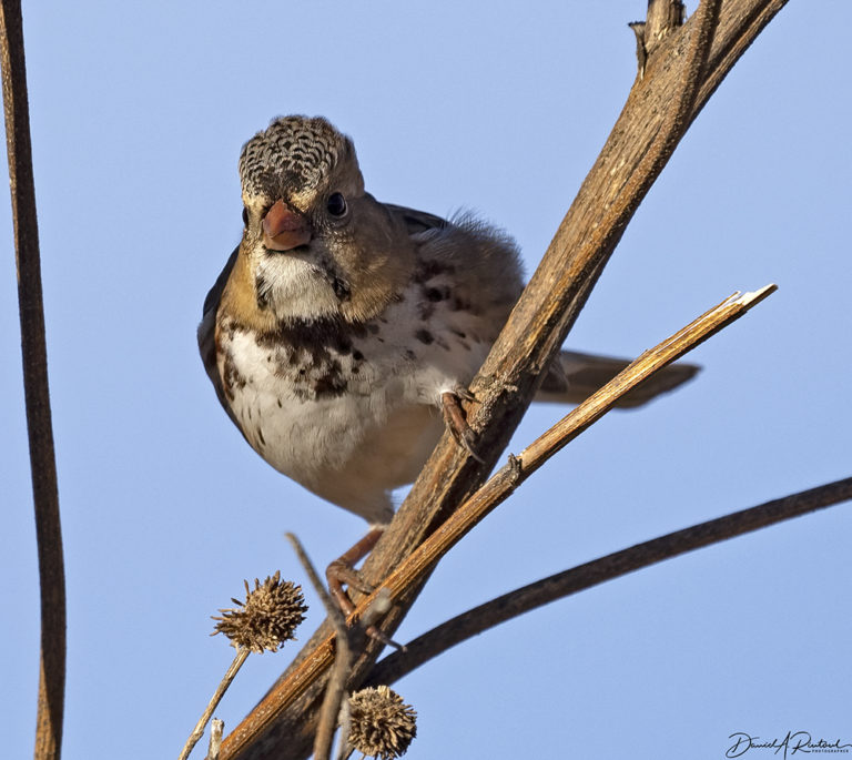 On The Road - Albatrossity - Wintry Mix in Flyover Country - week 3 6