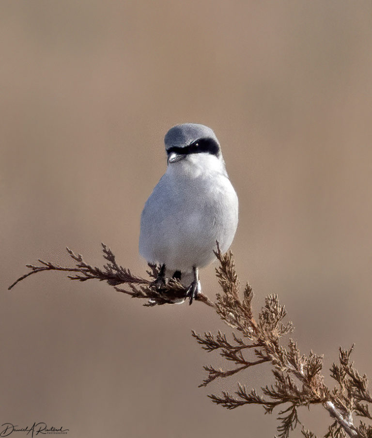 On The Road - Albatrossity - Wintry Mix in Flyover Country - week 3 3