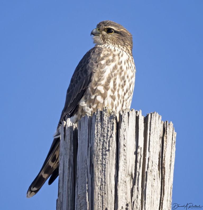 On The Road - Albatrossity - Winter 2021-22 in Flyover Country - week 2 2