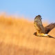 On The Road - Albatrossity - It's not always a redtail