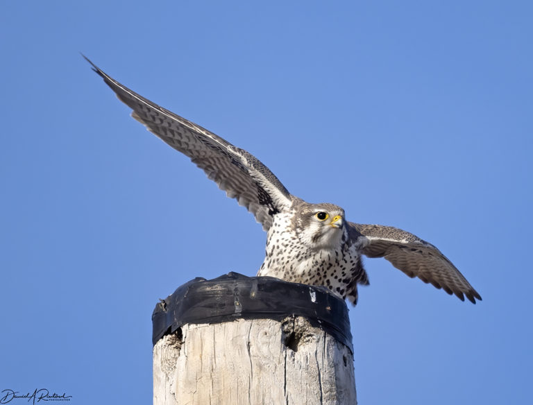 On The Road - Albatrossity - Winter 2021-22 in Flyover Country - week 2 1