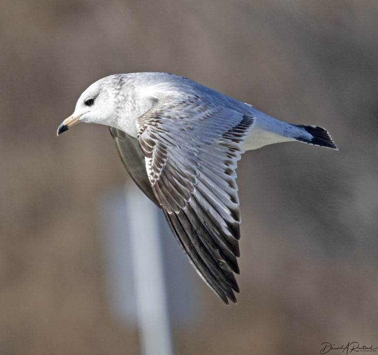 On The Road - Albatrossity - Wintry Mix in Flyover Country - week 1 7