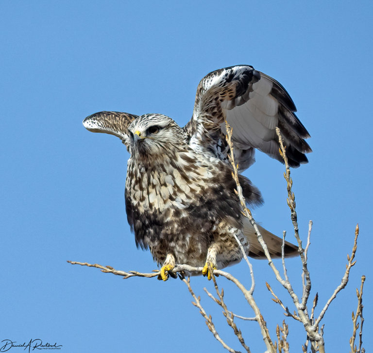 On The Road - Albatrossity - It's not always a redtail 8