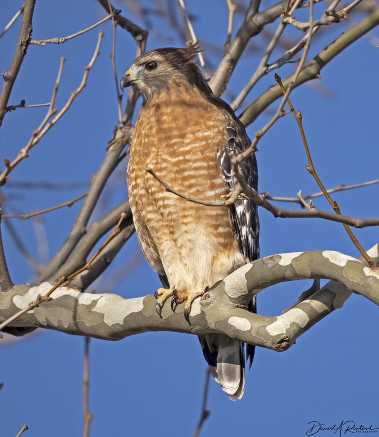 On The Road - Albatrossity - Winter 2021-22 in Flyover Country - week 2 4