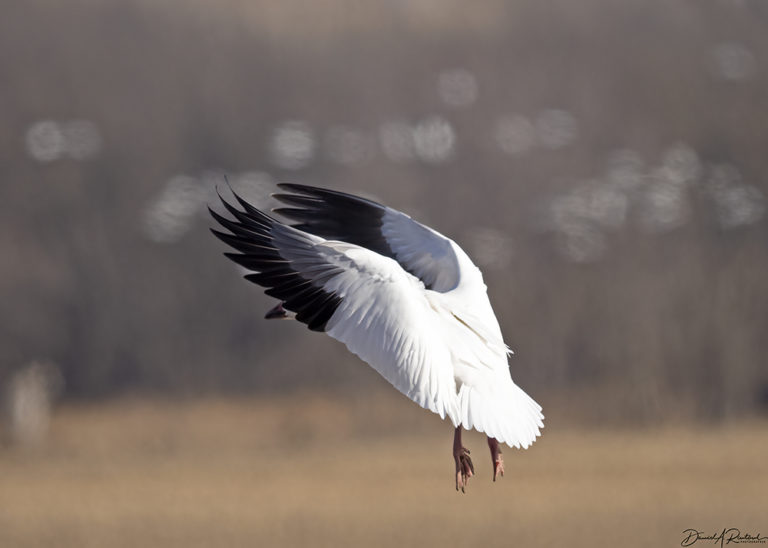 On The Road - Albatrossity - Wintry Mix in Flyover Country - week 3 8