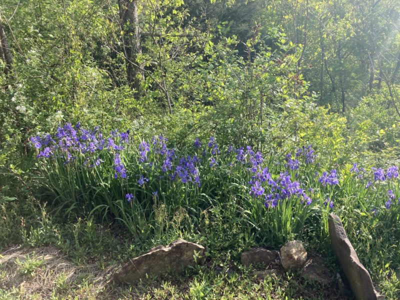 Sunday Morning Garden Chat: FLOWERS!