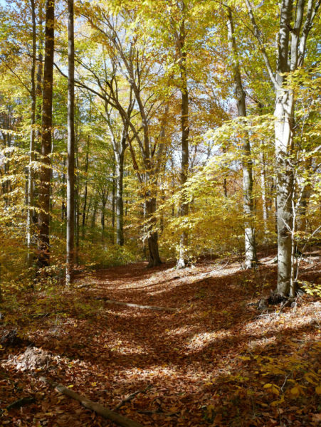 On The Road - BretH - A Walk in the Park - Ivy Creek Natural Area 7