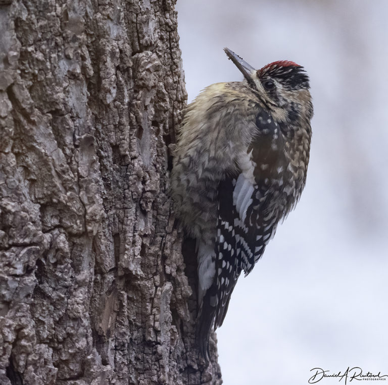 On The Road - Albatrossity - Winter 2021-22 in Flyover Country - week 2 6