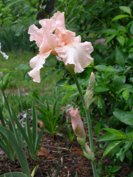 Sunday Morning Garden Chat: Iris, the Rainbow Flower 9