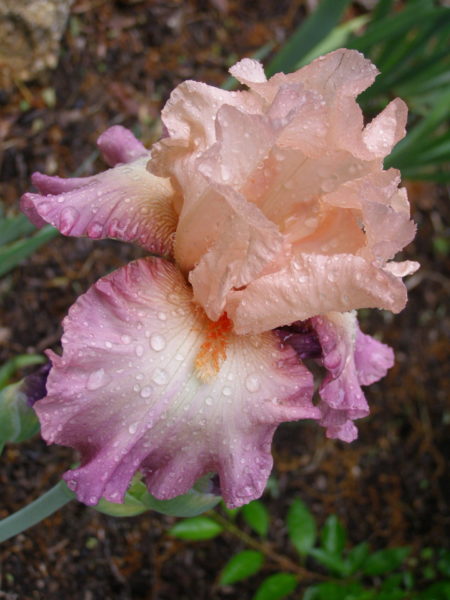 Sunday Morning Garden Chat: Iris, the Rainbow Flower
