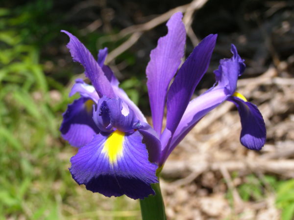 Sunday Morning Garden Chat: Iris, the Rainbow Flower 1