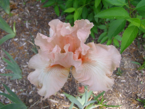 Sunday Morning Garden Chat: Iris, the Rainbow Flower 2