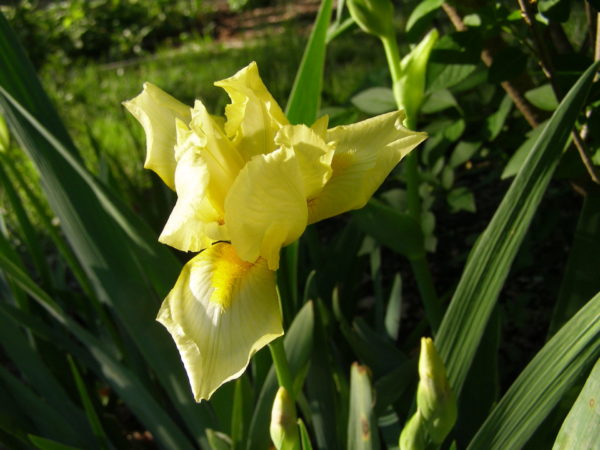 Sunday Morning Garden Chat: Iris, the Rainbow Flower 4