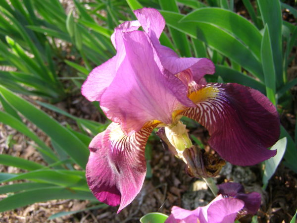 Sunday Morning Garden Chat: Iris, the Rainbow Flower 5