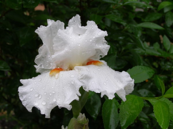 Sunday Morning Garden Chat: Iris, the Rainbow Flower 6