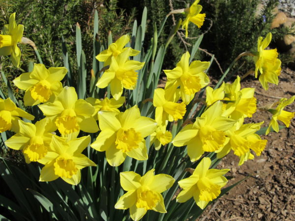 Sunday Morning Garden Chat: Signs of Spring in NorCal 1