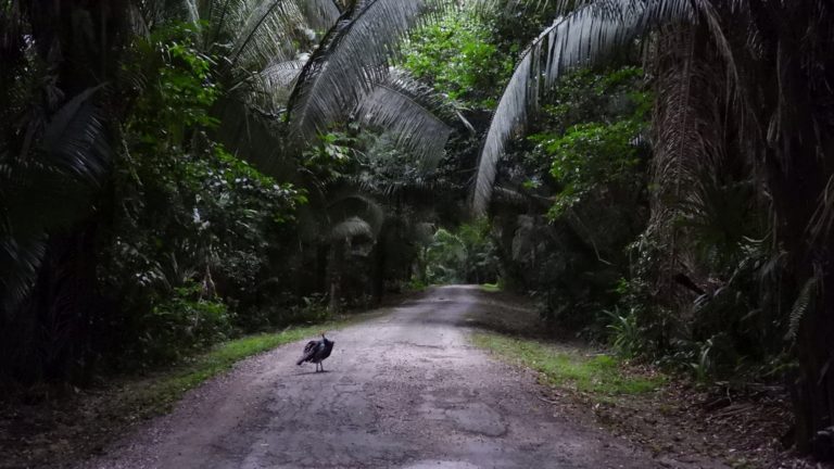 On The Road - Mike S - Belize, December 2021 part two,  Entering the Maya Selva at ChanChich Lodge 7